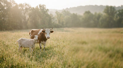 A dairy goat and a dairy cow standing together in a sunlit pasture on an organic farm