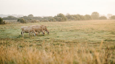 Dairy cows grazing in a green pasture on a small organic farm in soft morning light