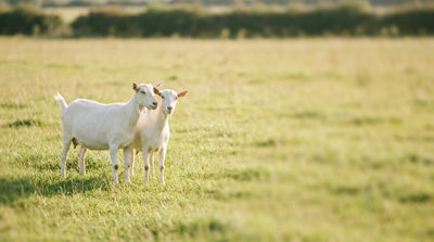 Two white dairy goats standing together in a sunlit green paddock