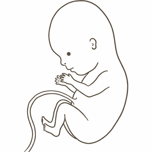 Line drawing of a 10-week foetus with a rounder head, a forming ear, upper lip and nostril, and fingers beginning to separate