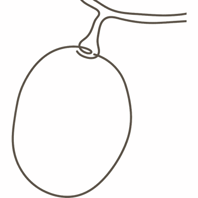 Line illustration of an apricot: at 10 weeks pregnant your baby is about the size of a small apricot, roughly 30mm