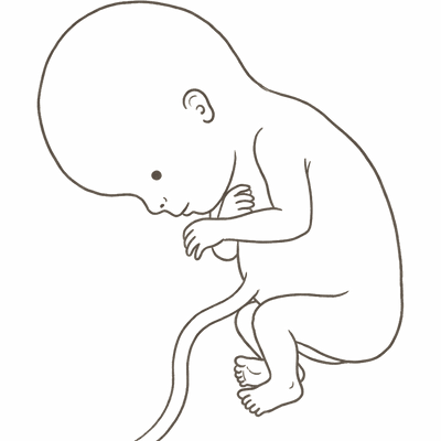 Line drawing of an 11-week foetus with separated fingers and toes, ears in position and a large rounded head