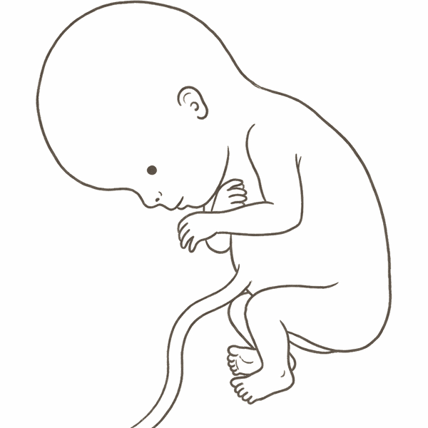 Line drawing of an 11-week foetus with separated fingers and toes, ears in position and a large rounded head