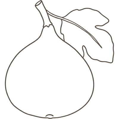 Line illustration of a fig: at 11 weeks pregnant your baby is about the size of a fig, roughly 41mm