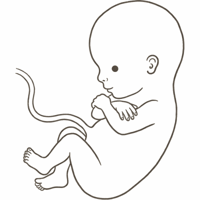 Line drawing of a 12-week foetus with a rounded head, separated fingers and toes and tiny forming fingernails
