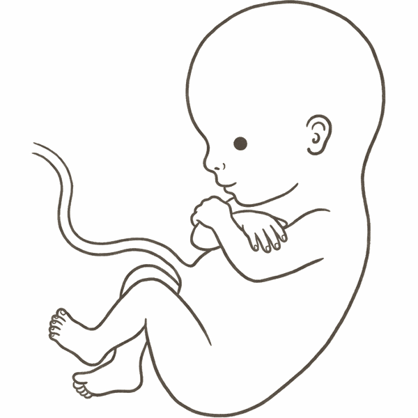 Line drawing of a 12-week foetus with a rounded head, separated fingers and toes and tiny forming fingernails