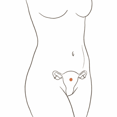 Line drawing of a woman's torso at 12 weeks pregnant, showing the uterus risen just above the pubic bone