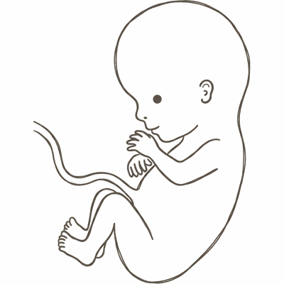 Line drawing of a 13-week foetus with the head growing more proportionate to the body and longer, slimmer limbs