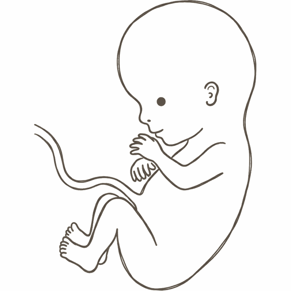 Line drawing of a 13-week foetus with the head growing more proportionate to the body and longer, slimmer limbs