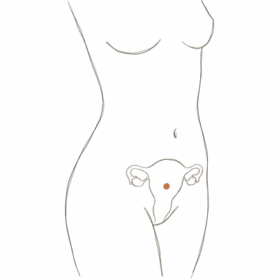 Line drawing of a woman's torso at 13 weeks pregnant, showing the uterus rising toward the navel with the first gentle curve of a bump