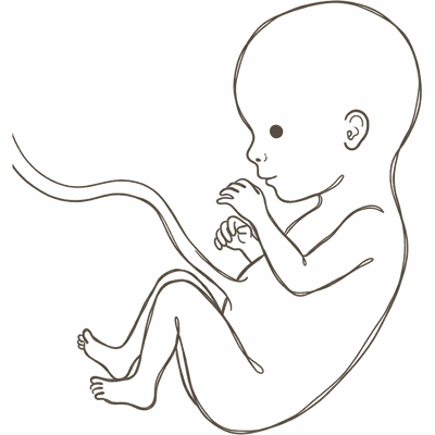 Line drawing of a 14-week foetus with a defined neck, longer slimmer limbs and separated fingers and toes
