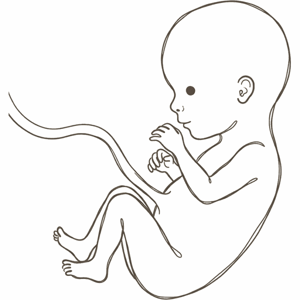 Line drawing of a 14-week foetus with a defined neck, longer slimmer limbs and separated fingers and toes