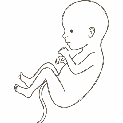 Line drawing of a 15-week foetus with a long slim body, defined neck and proportions close to a small baby