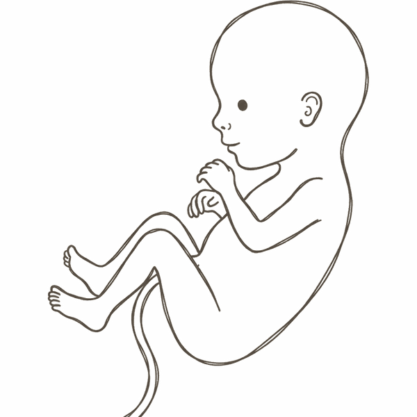Line drawing of a 15-week foetus with a long slim body, defined neck and proportions close to a small baby