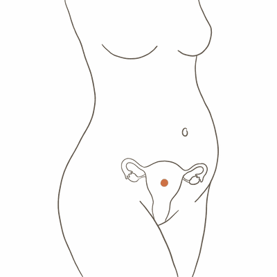 Line drawing of a woman's torso at 15 weeks pregnant, showing the uterus two thirds of the way to the navel with a visible bump