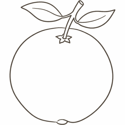 Line illustration of an orange: at 15 weeks pregnant your baby is about the size of an orange, roughly 9 to 12cm crown to rump