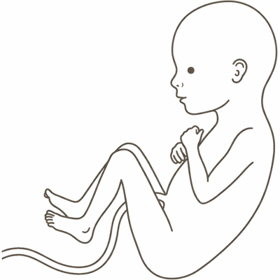 Line drawing of a 16-week foetus with the head held upright on a defined neck and coordinated limb movements
