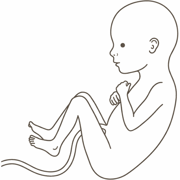 Line drawing of a 16-week foetus with the head held upright on a defined neck and coordinated limb movements