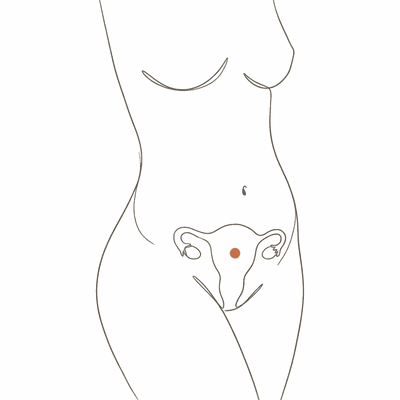 Line drawing of a woman's torso at 16 weeks pregnant, showing the uterus halfway between the pubic bone and the navel