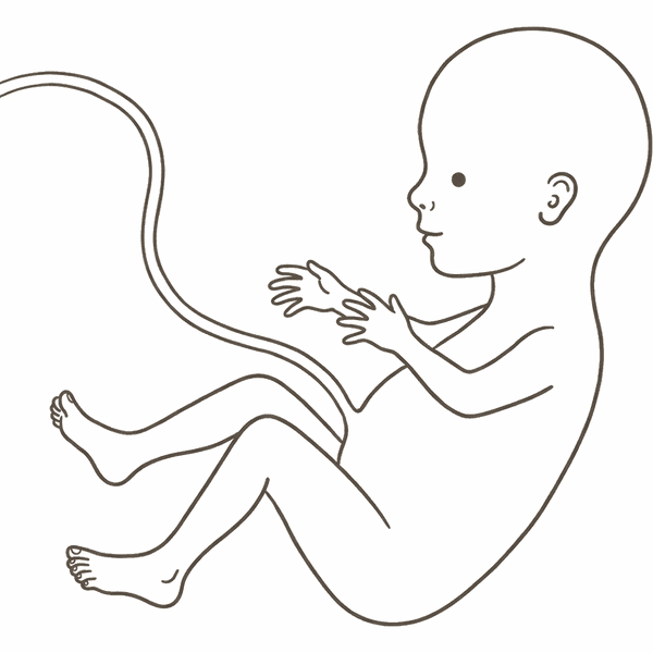 Line drawing of a 17-week foetus mid-roll, more active, with long slim limbs and forming toenails