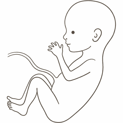 Line drawing of an 18-week foetus with the ears standing out from the head and long slim limbs
