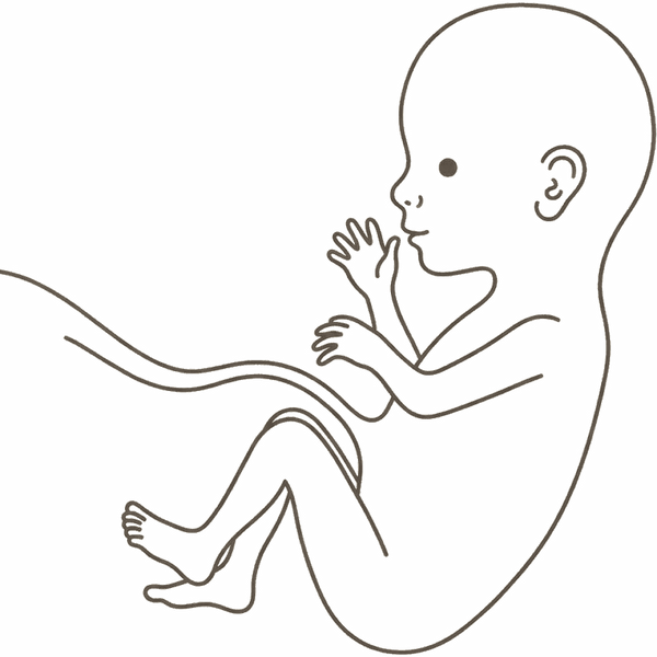 Line drawing of an 18-week foetus with the ears standing out from the head and long slim limbs