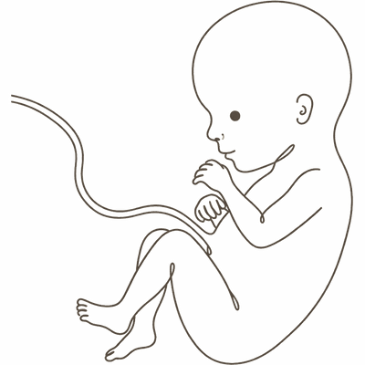 Line drawing of a 19-week foetus curled with long slim limbs and separated fingers and toes