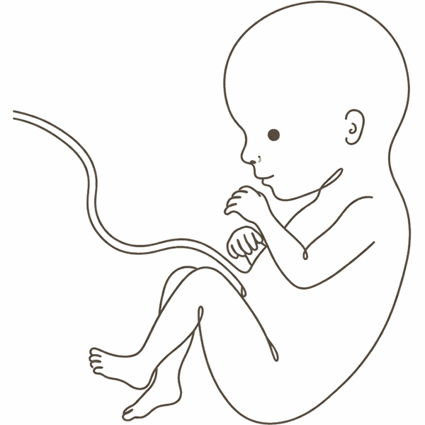 Line drawing of a 19-week foetus curled with long slim limbs and separated fingers and toes