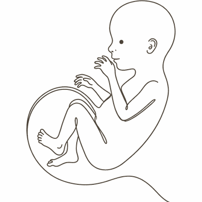 Line drawing of a 20-week foetus settled in a relaxed curled pose at the halfway point