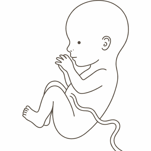 Line drawing of a 20-week foetus curled with hands tucked near the face, at the halfway point of pregnancy