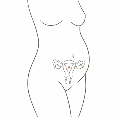 Line drawing of a woman's torso at 20 weeks pregnant, showing the uterus level with the navel at the halfway point