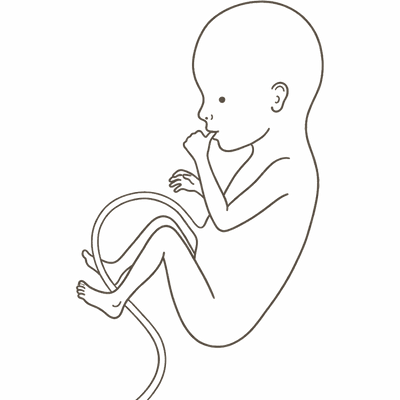 Line drawing of a 21-week foetus sucking its thumb, the sucking reflex developing