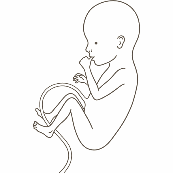 Line drawing of a 21-week foetus sucking its thumb, the sucking reflex developing