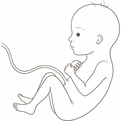 Line drawing of a 22-week foetus with the first eyebrows and wisps of hair visible