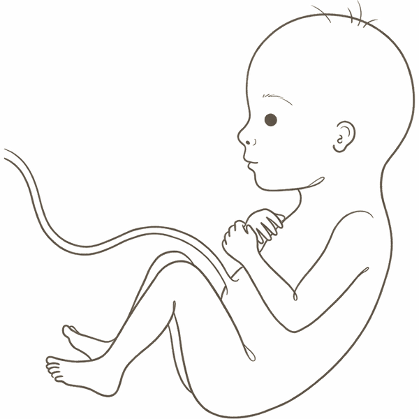 Line drawing of a 22-week foetus with the first eyebrows and wisps of hair visible