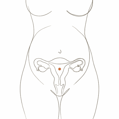 Line drawing of a woman's torso at 22 weeks pregnant, showing the uterus risen well above the navel with a full rounded bump