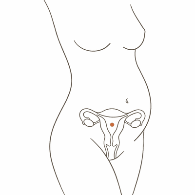 Line drawing of a woman's torso at 23 weeks pregnant, showing the enlarged uterus and a full rounded bump