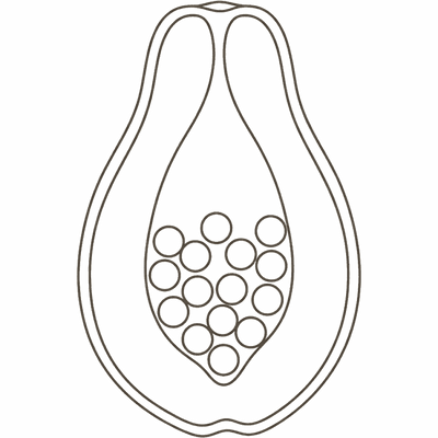 Line illustration of a halved papaya with its seeds: at 23 weeks pregnant your baby is about the size of a papaya, roughly 19 to 21cm crown to rump