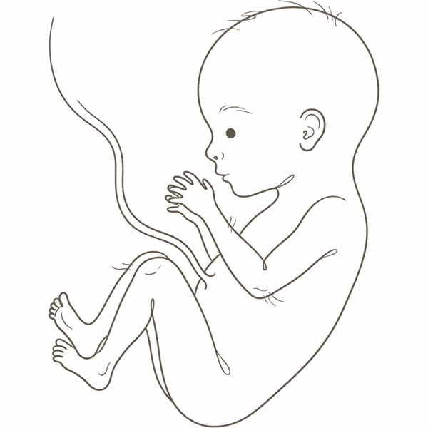 Line drawing of a 24-week foetus with thin limbs and wrinkled, see-through skin