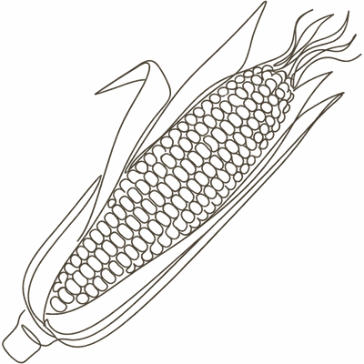 Line illustration of an ear of corn on the cob: at 24 weeks pregnant your baby is about the size of a corn cob, roughly 21cm crown to rump