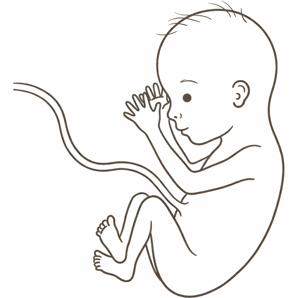 Line drawing of a 25-week foetus with a hand raised near its ear, responding to familiar sounds