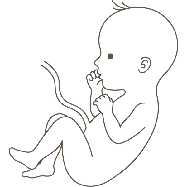 Line drawing of a 26-week foetus curled with both fists tucked under the chin and legs stretched forward