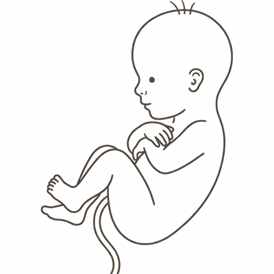 Line drawing of a 27-week foetus with fuller limbs as fat begins to build under the skin