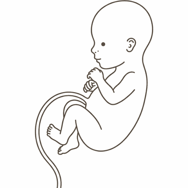 Line drawing of a 27-week foetus with fuller limbs as fat begins to build under the skin