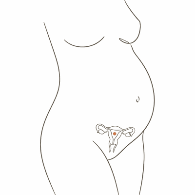 Line drawing of a woman's torso at 27 weeks pregnant, showing the uterus inside a full rounded bump