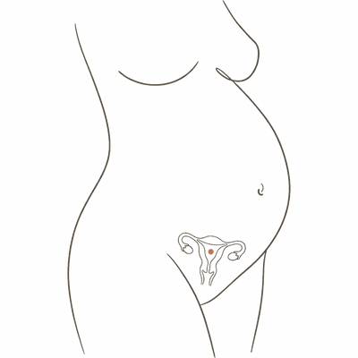 Line drawing of a woman's torso at 28 weeks pregnant, showing the uterus inside a high rounded bump at the start of the third trimester