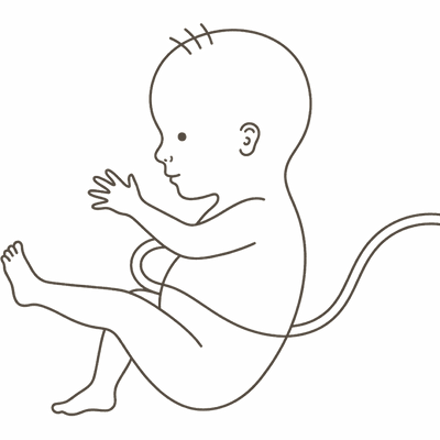 Line drawing of a 29-week foetus kicking and stretching with an open hand, learning to grasp