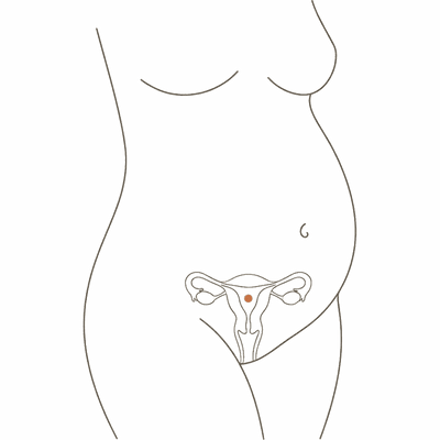 Line drawing of a woman's torso at 29 weeks pregnant, showing the uterus inside a high rounded third-trimester bump