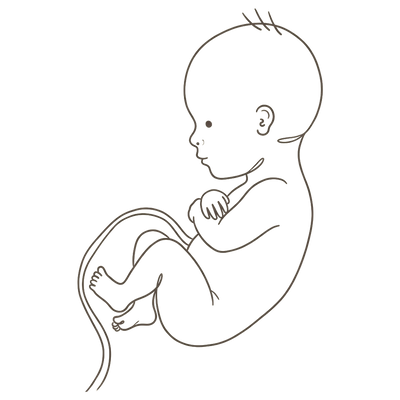 Line drawing of a 30-week foetus curled tightly with crossed ankles, filled out and with a first head of hair