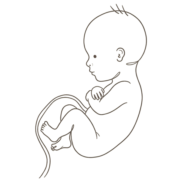 Line drawing of a 30-week foetus curled tightly with crossed ankles, filled out and with a first head of hair